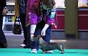 Crufts_dachshunds 614